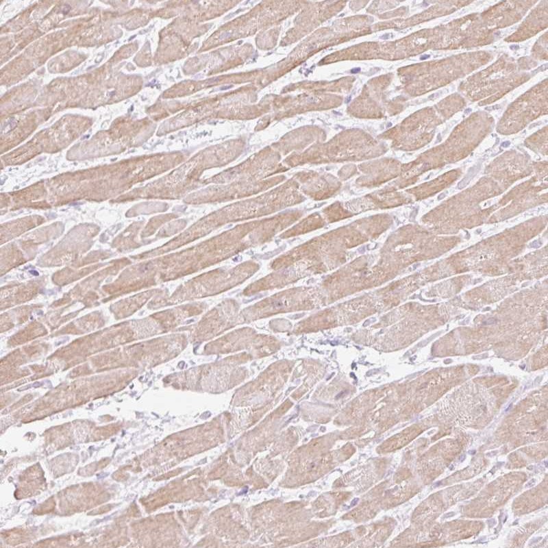 Atlas Antibodies Anti-C3orf49 Antibody