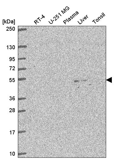 Atlas Antibodies Anti-C3orf67 Antibody