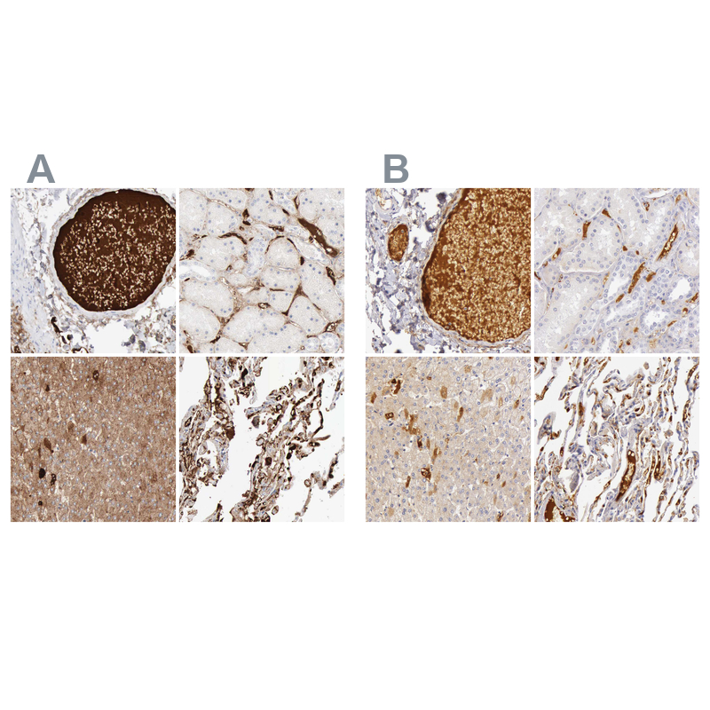 Atlas Antibodies Anti-C4BPA Antibody