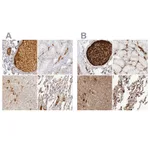 Atlas Antibodies Anti-C4BPA Antibody