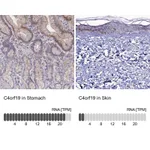 Atlas Antibodies Anti-C4orf19 Antibody