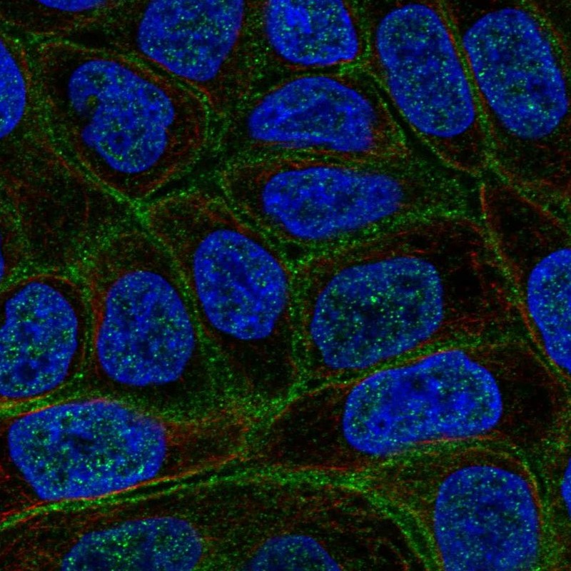 Atlas Antibodies Anti-C4orf19 Antibody