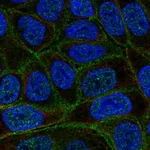 Atlas Antibodies Anti-C4orf19 Antibody