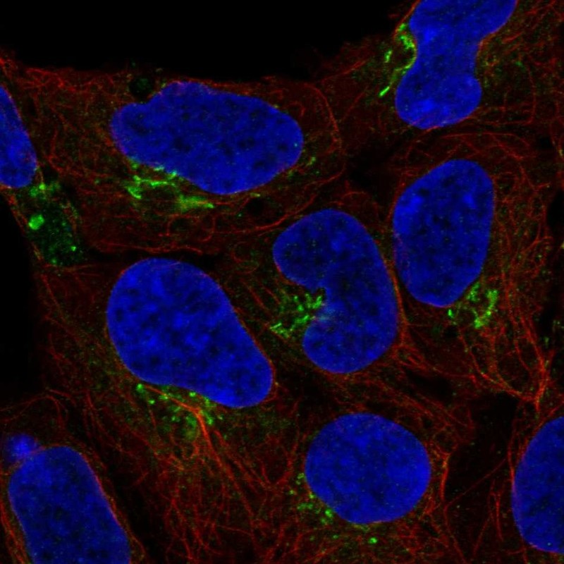 Atlas Antibodies Anti-C4orf32 Antibody