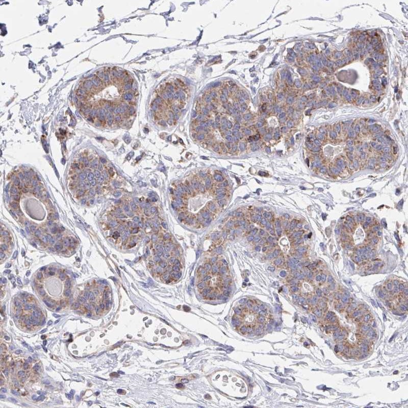 Atlas Antibodies Anti-C4orf32 Antibody