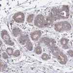 Atlas Antibodies Anti-C4orf32 Antibody