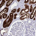 Atlas Antibodies Anti-C4orf46 Antibody