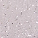 Atlas Antibodies Anti-C4orf48 Antibody