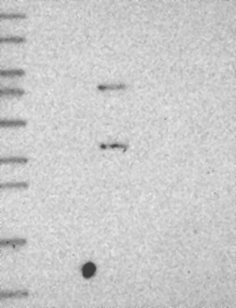 Atlas Antibodies Anti-C5AR1 Antibody
