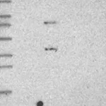 Atlas Antibodies Anti-C5AR1 Antibody