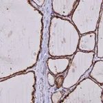 Atlas Antibodies Anti-C5orf30 Antibody
