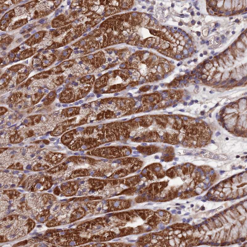 Atlas Antibodies Anti-C5orf63 Antibody