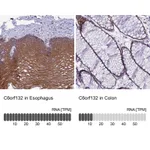 Atlas Antibodies Anti-C6orf132 Antibody