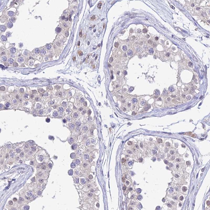 Atlas Antibodies Anti-C6orf163 Antibody