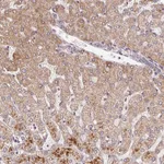 Atlas Antibodies Anti-C6orf222 Antibody