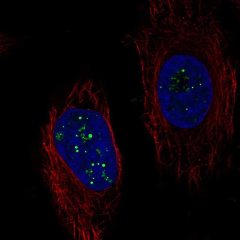 Atlas Antibodies Anti-C6orf223 Antibody