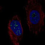 Atlas Antibodies Anti-C6orf223 Antibody