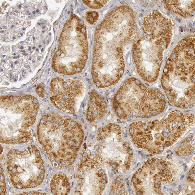 Atlas Antibodies Anti-C7 Antibody
