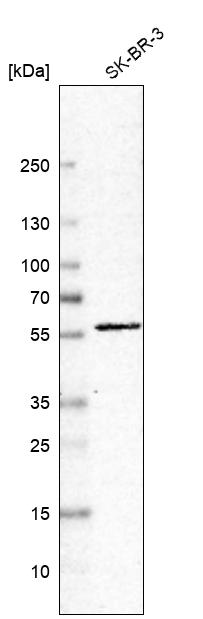 Atlas Antibodies Anti-C7orf26 Antibody