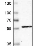 Atlas Antibodies Anti-C7orf26 Antibody