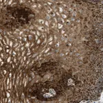 Atlas Antibodies Anti-C7orf43 Antibody
