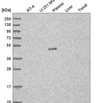 Atlas Antibodies Anti-C7orf25 Antibody