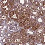Atlas Antibodies Anti-C8G Antibody