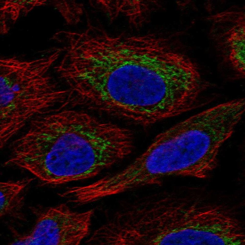 Atlas Antibodies Anti-C7orf73 Antibody