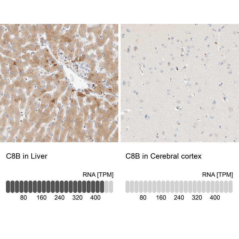 Atlas Antibodies Anti-C8B Antibody