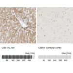 Atlas Antibodies Anti-C8B Antibody