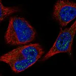 Atlas Antibodies Anti-C8orf46 Antibody