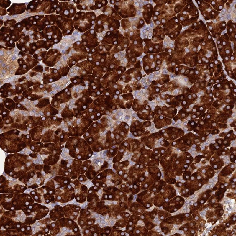 Atlas Antibodies Anti-C8orf44 Antibody