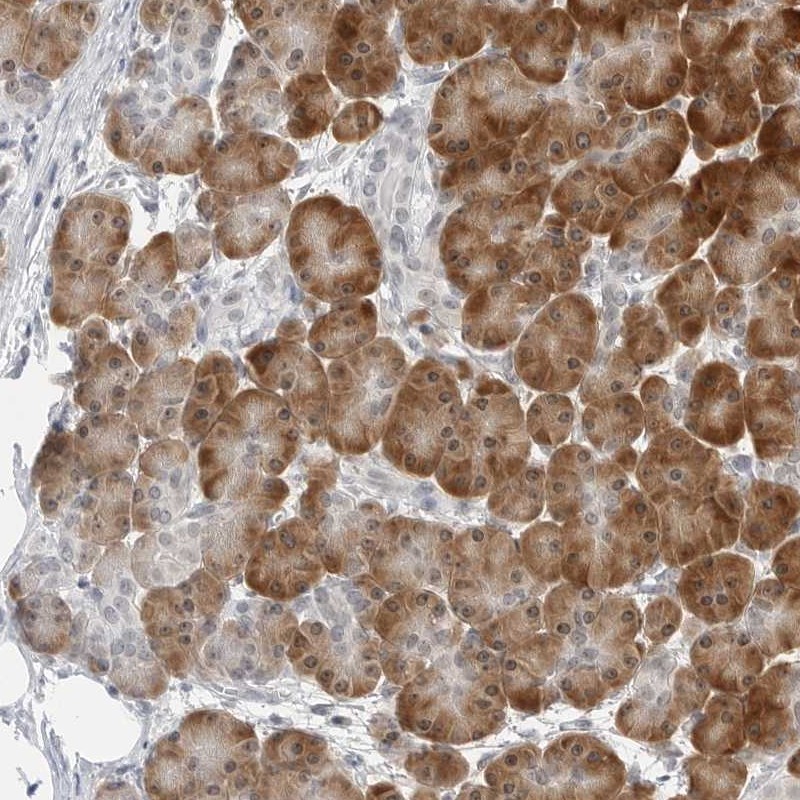 Atlas Antibodies Anti-C8orf48 Antibody
