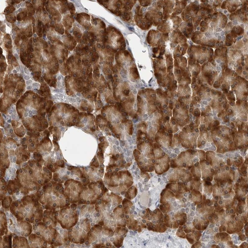 Atlas Antibodies Anti-C8orf48 Antibody