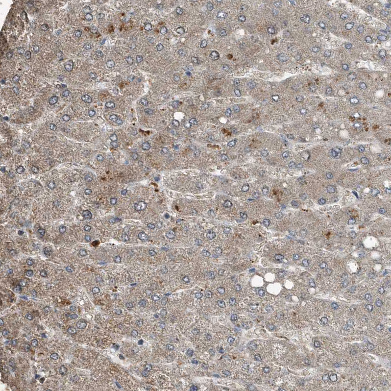 Atlas Antibodies Anti-C9 Antibody