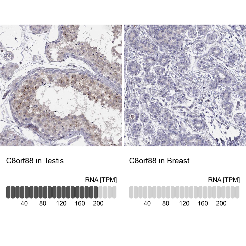 Atlas Antibodies Anti-C8orf88 Antibody