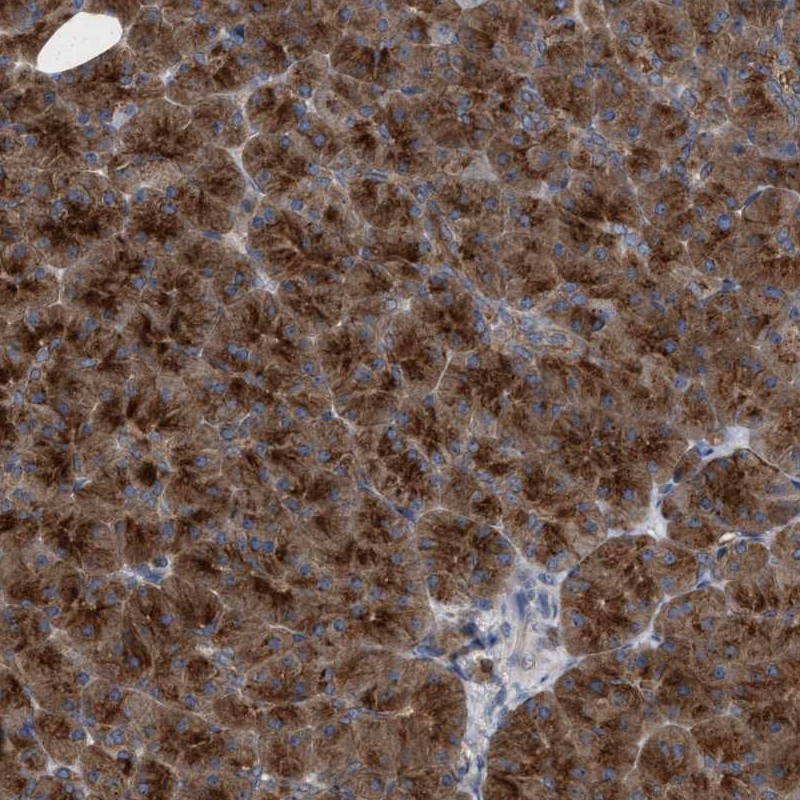 Atlas Antibodies Anti-C9orf16 Antibody