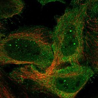 Atlas Antibodies Anti-C9orf153 Antibody