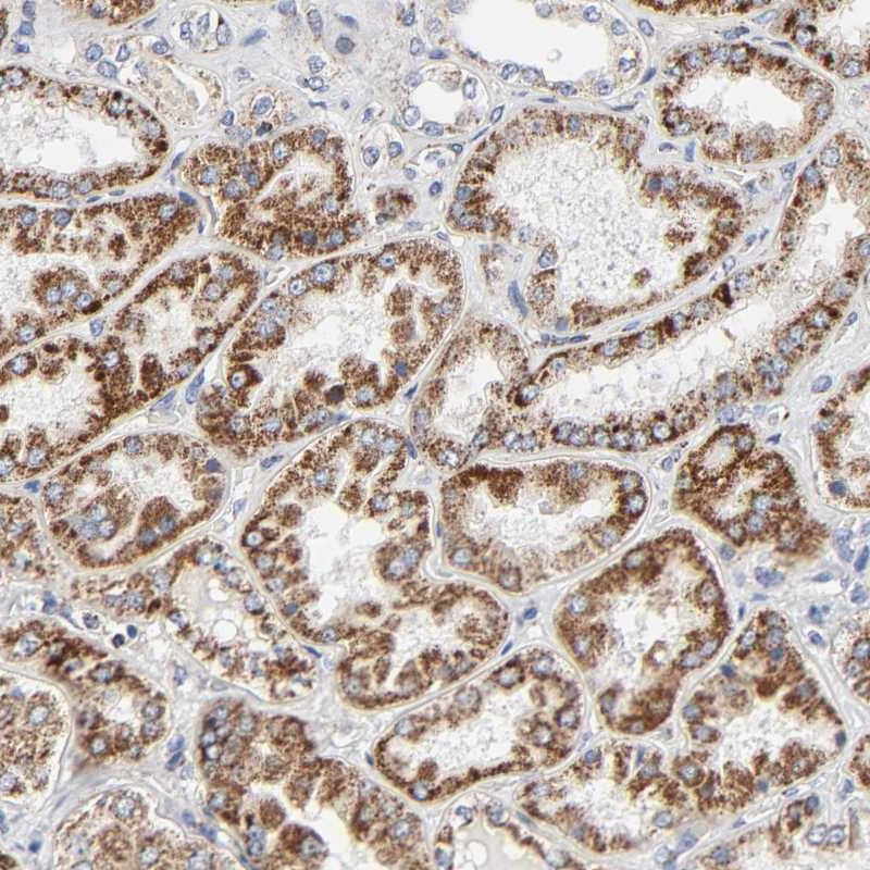 Atlas Antibodies Anti-C9orf3 Antibody