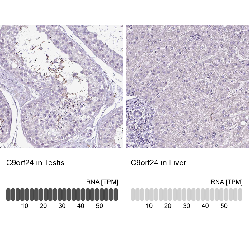 Atlas Antibodies Anti-C9orf24 Antibody
