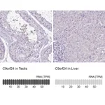 Atlas Antibodies Anti-C9orf24 Antibody
