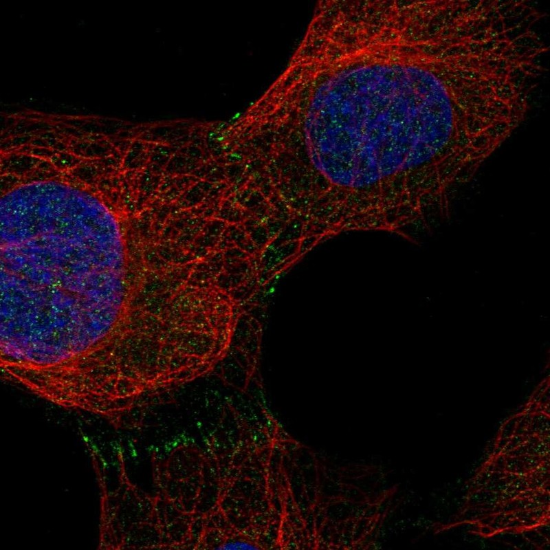 Atlas Antibodies Anti-C9orf3 Antibody