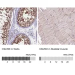 Atlas Antibodies Anti-C9orf40 Antibody