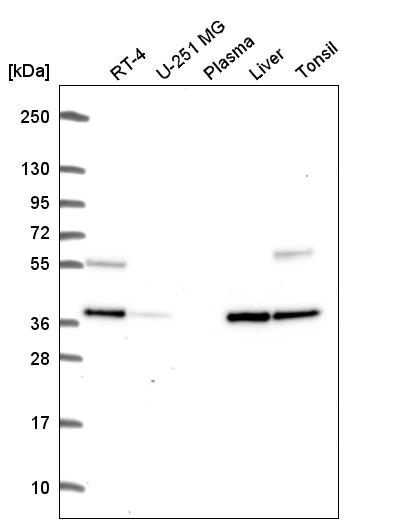 Atlas Antibodies Anti-C9orf64 Antibody
