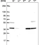 Atlas Antibodies Anti-C9orf64 Antibody