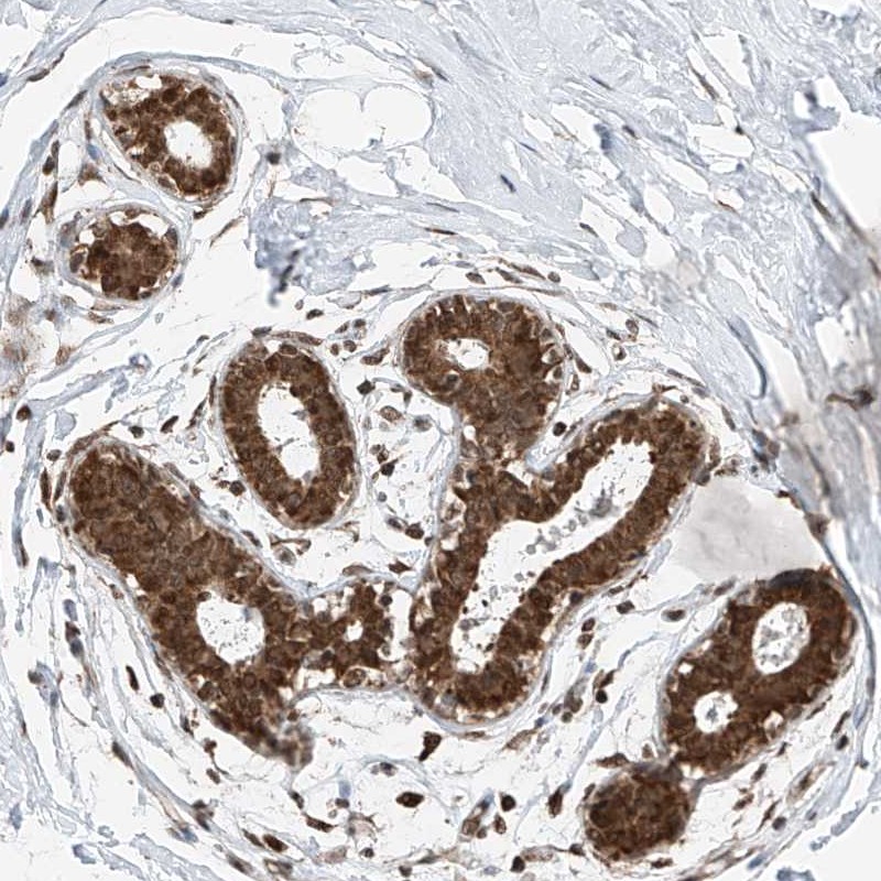 Atlas Antibodies Anti-C9orf66 Antibody