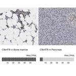 Atlas Antibodies Anti-C9orf78 Antibody