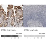 Atlas Antibodies Anti-CA13 Antibody