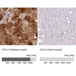 Atlas Antibodies Anti-CA3 Antibody