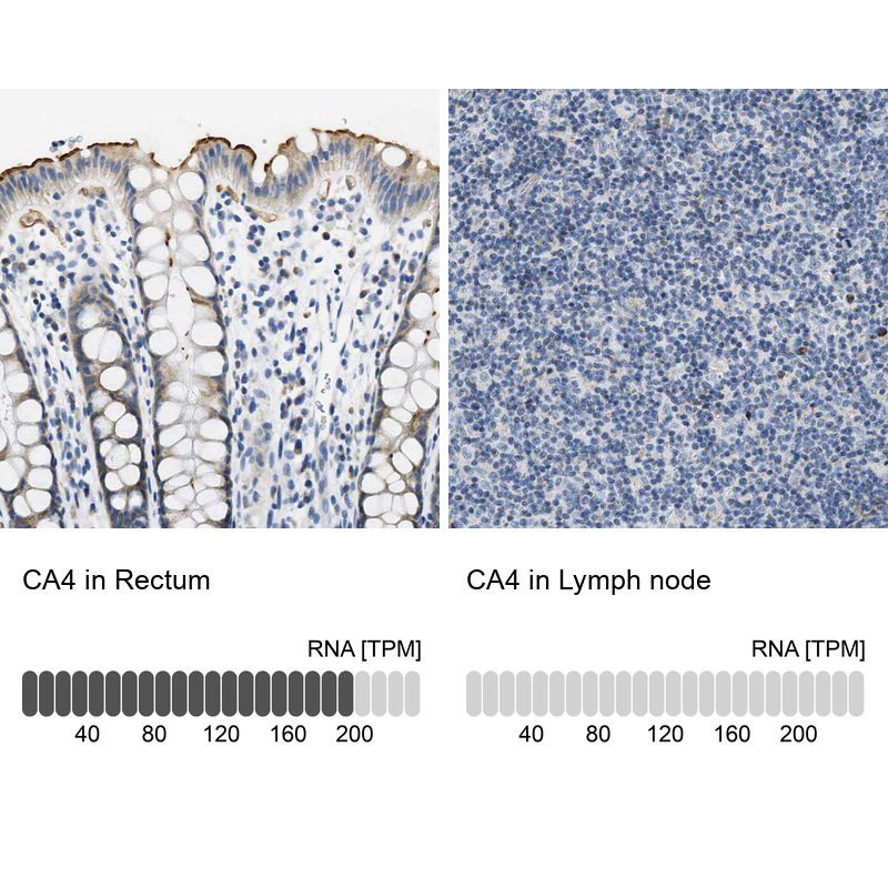 Atlas Antibodies Anti-CA4 Antibody